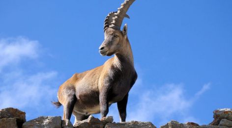 Daniel 8 : La vision d’un bélier et d’un bouc