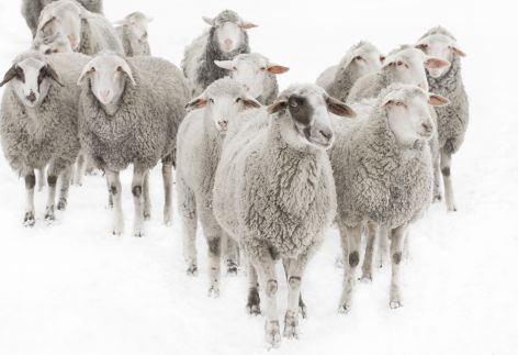 La parabole des brebis et des boucs