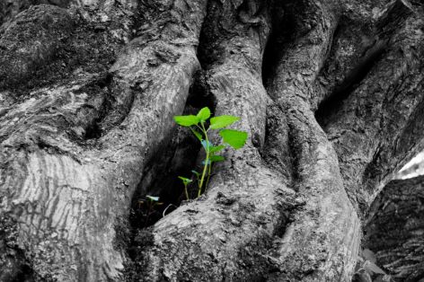 Tree of life