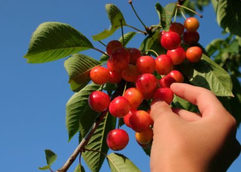 Pentecost, or the Feast of Weeks, is one of the harvest festivals that represent the plan of salvation.