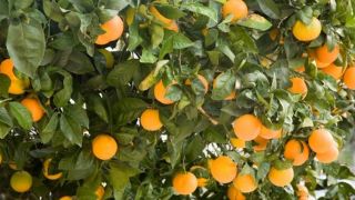 Le fruit de l’Esprit