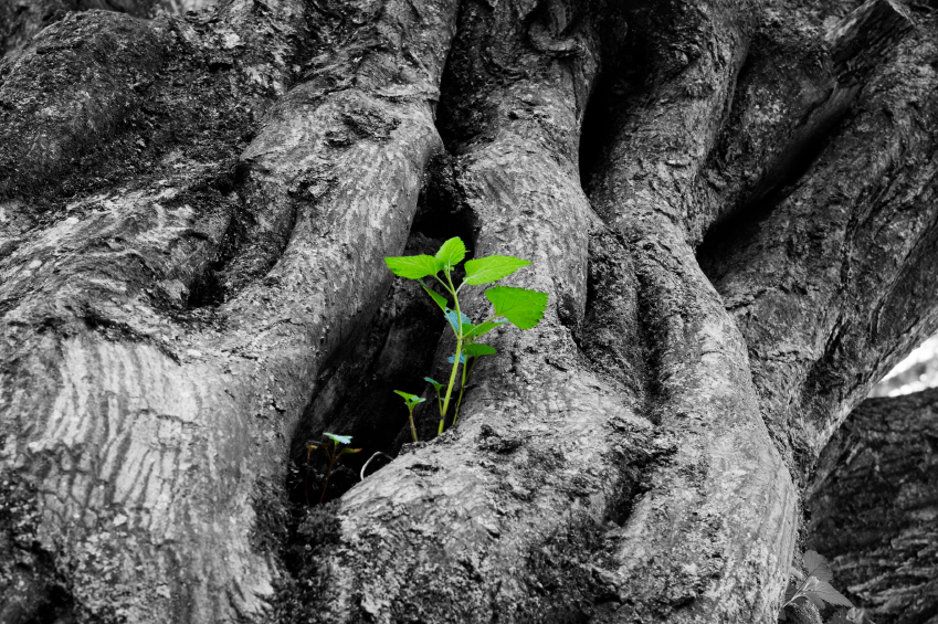 L Arbre De La Vie Vie Espoir Et Verite