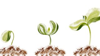 De la graine à la récolte : Leçons sur la croissance spirituelle