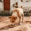 Jésus et la femme païenne :&nbsp; Jeter le pain des enfants aux chiens ?