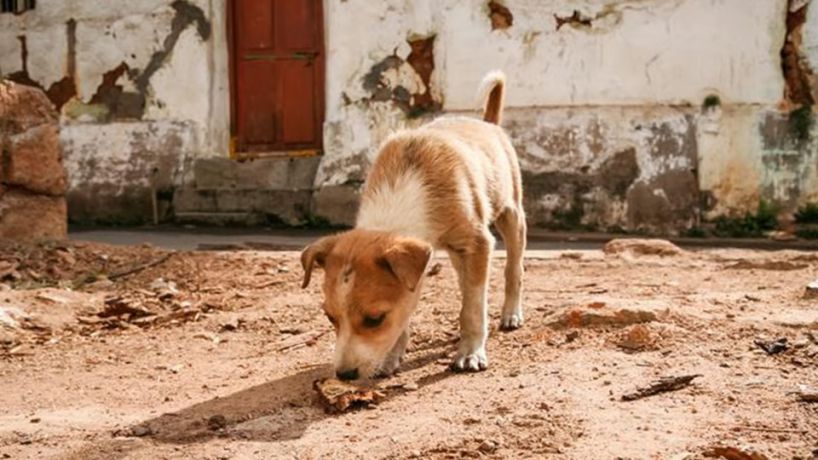 Jésus et la femme païenne :&nbsp; Jeter le pain des enfants aux chiens ?