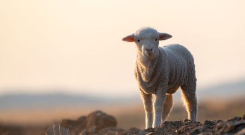 Jésus et la Pâque : Comment la Pâque a-t-elle changé sous la nouvelle alliance ?