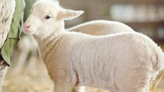 Le sacrifice de Jésus