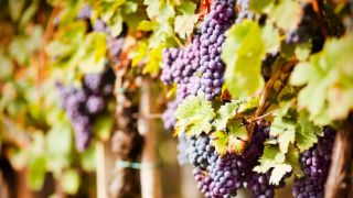 La Fête des Tabernacles : une récolte abondante