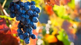 Dieu veut-Il que nous célébrions les fêtes bibliques ? Et si c’est le cas, pourquoi ?