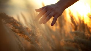 Le Dernier Grand Jour : la récolte finale