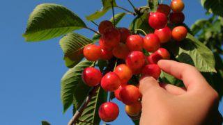 La Pentecôte : Dieu accorde Son Saint-Esprit