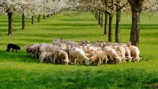 Les promesses faites à Abraham