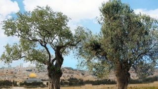 Les deux témoins d’Apocalypse 11