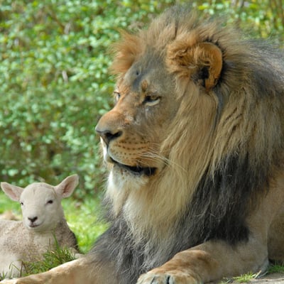 Le royaume de Dieu