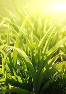 Qui a cr&eacute;&eacute; le processus de la photosynth&egrave;se ? 