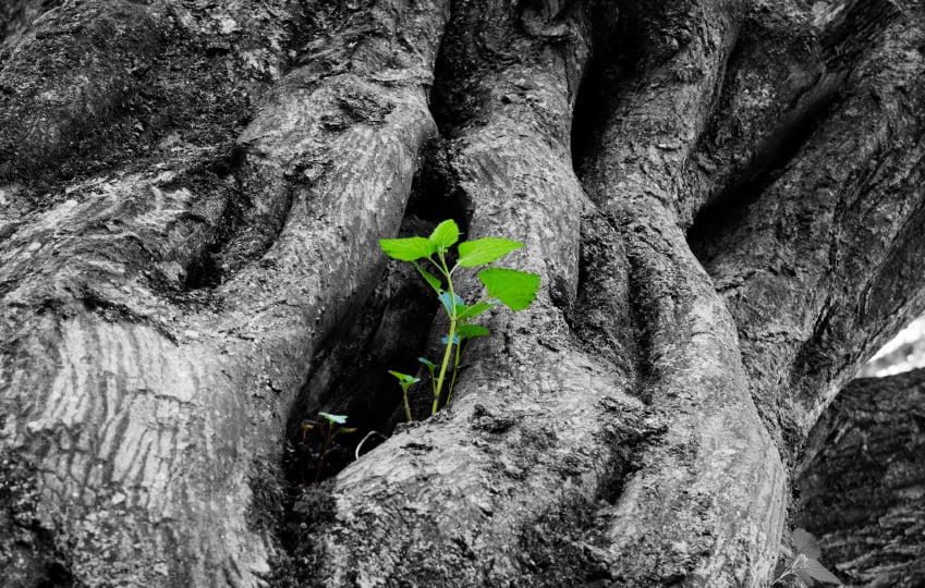 Tree of life