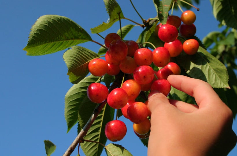 Pentecost, or the Feast of Weeks, is one of the harvest festivals that represent the plan of salvation.