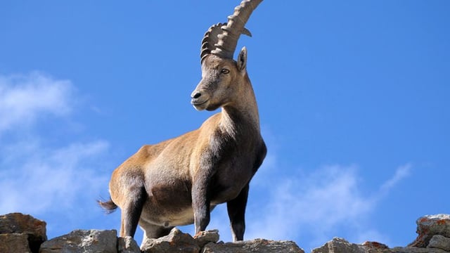 Daniel 8 : La vision d’un bélier et d’un bouc