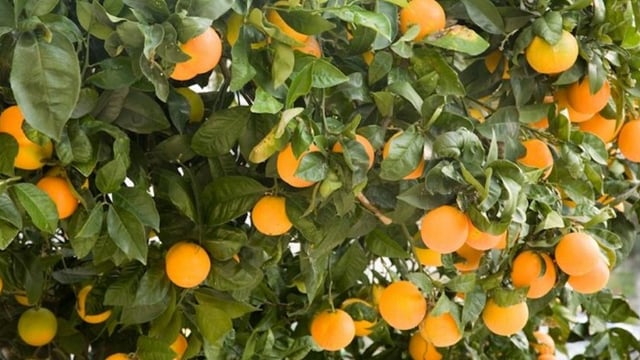 Le fruit de l’Esprit
