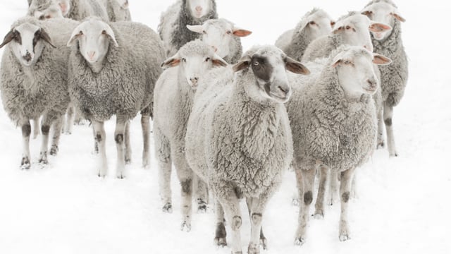 La parabole des brebis  et  des boucs